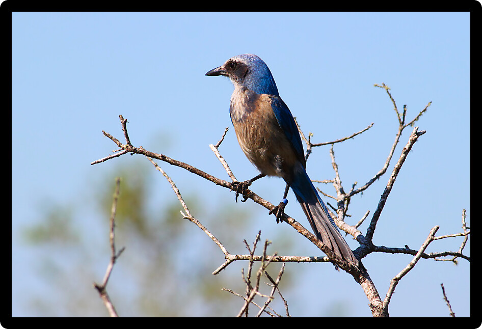 Florida Scrub Jay (Aphelocoma coerulescens) sits in a scrub bush of Florida.