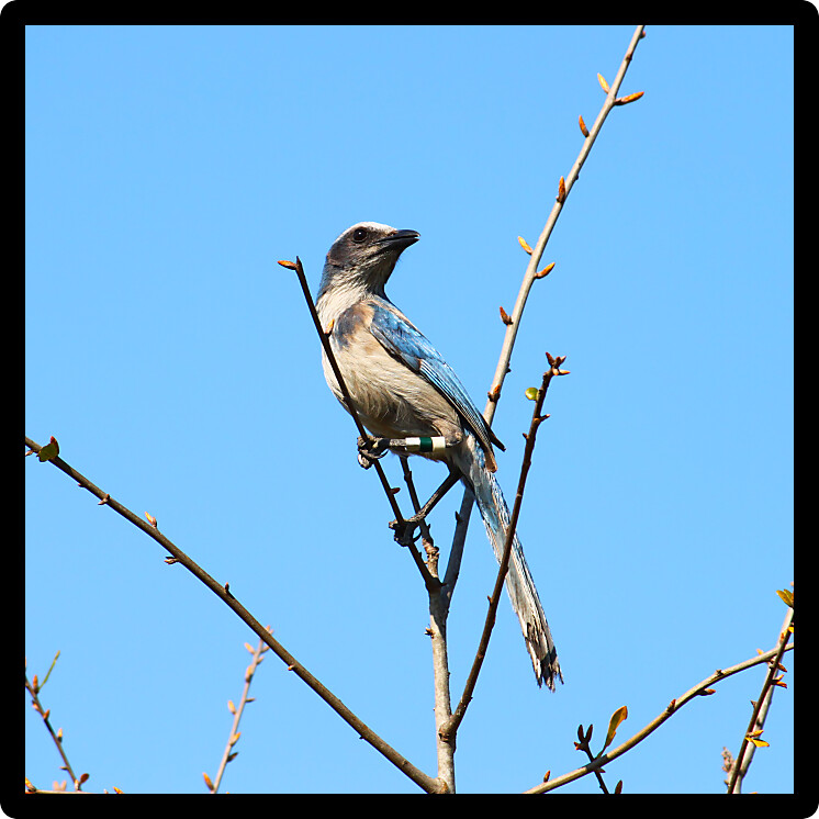 Florida Scrub Jay (Aphelocoma coerulescens) found in central Florida.