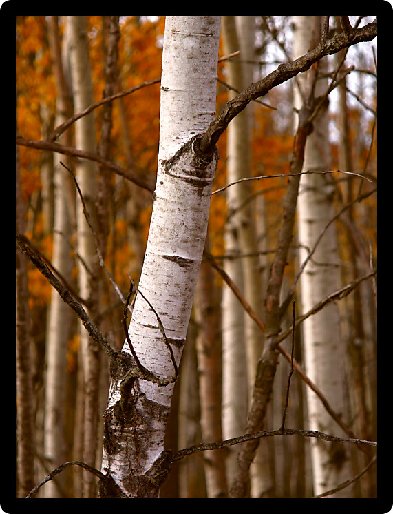 Background of a forest in northern Illinois.