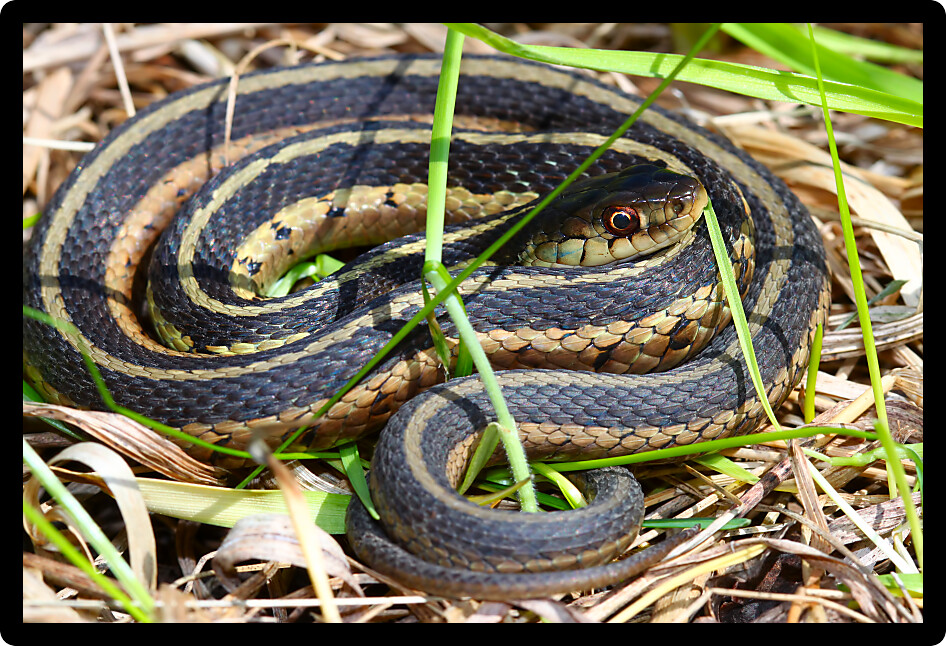 Garter Snake (Thamnophis sirtalis) basking in Illinois.
