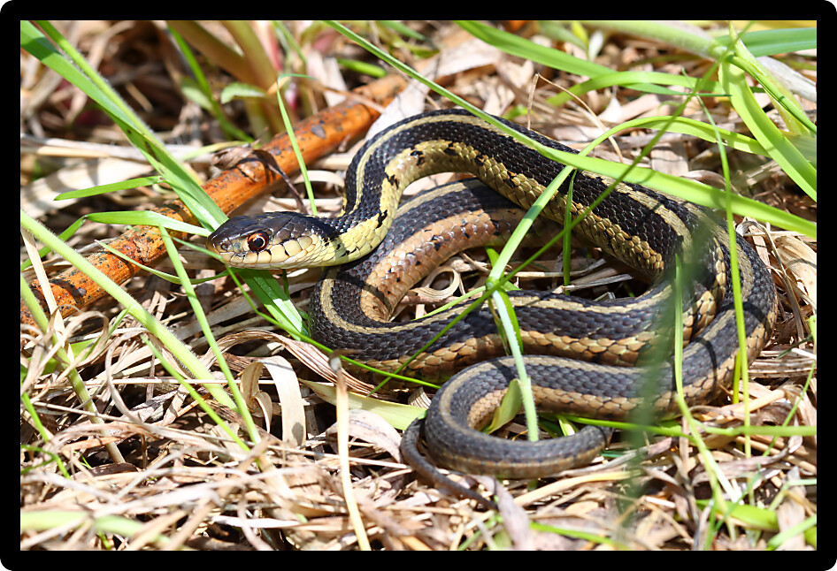Garter Snake (Thamnophis sirtalis) basking in Illinois.