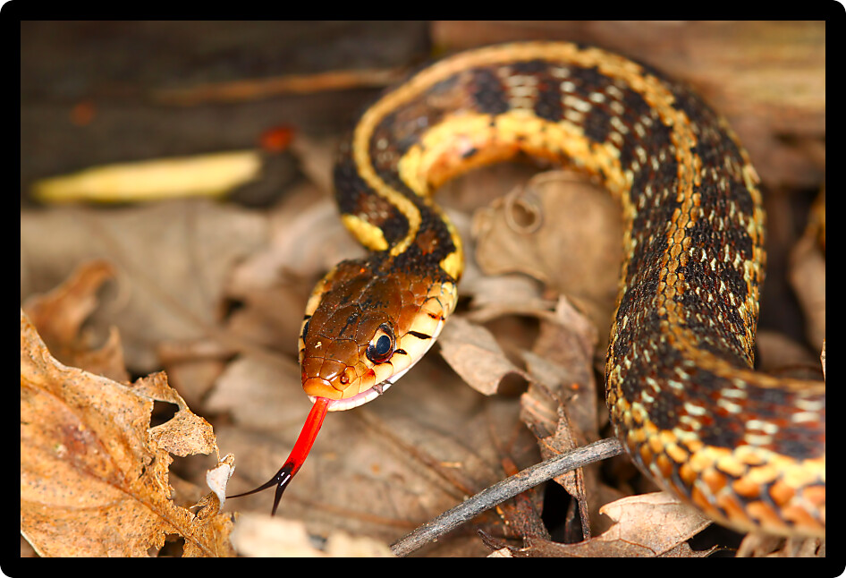Garter Snake (Thamnophis sirtalis) with extended tongue in northern Illinois.