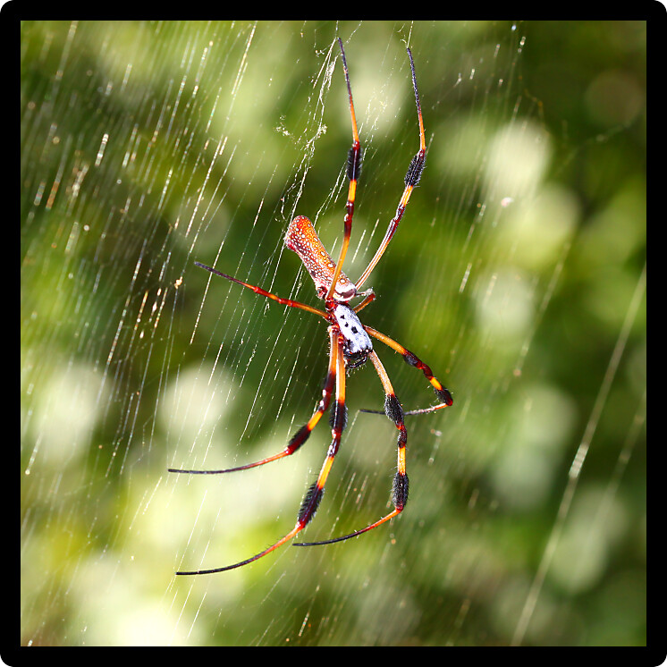 Golden Silk Orb-weaver Spider (Nephila clavipes) in central Florida.