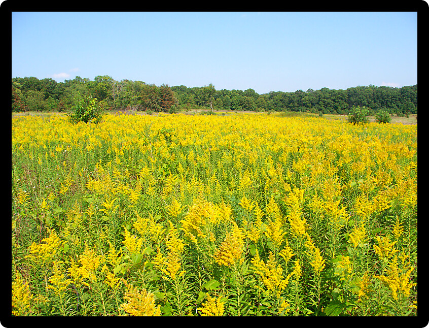Field of blooming Goldenrod at Colored Sands Forest Preserve in northern Illinois.