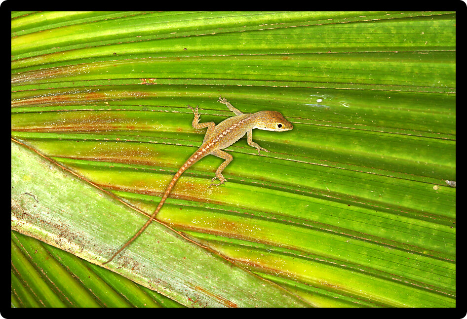 Green Anole (Anolis carolinensis) sits on a palmetto frond in Florida.