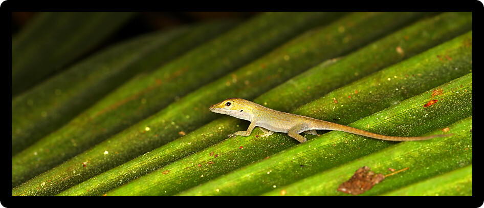 Green Anole (Anolis carolinensis) sits on a palmetto frond in Florida.