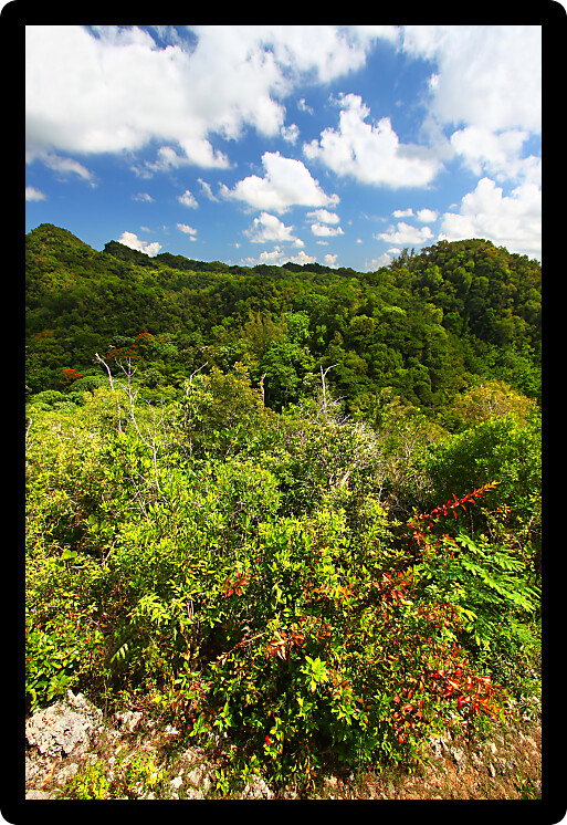 Beautiful landscape of Guajataca Forest Reserve in Puerto Rico.
