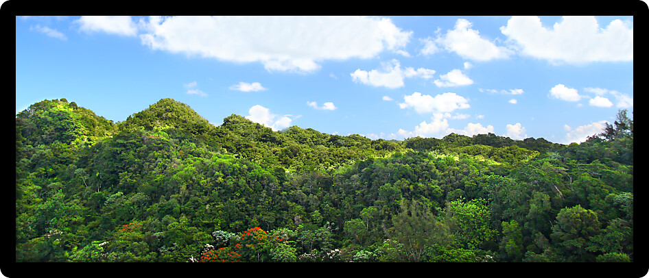 Beautiful landscape of Guajataca Forest Reserve in Puerto Rico.