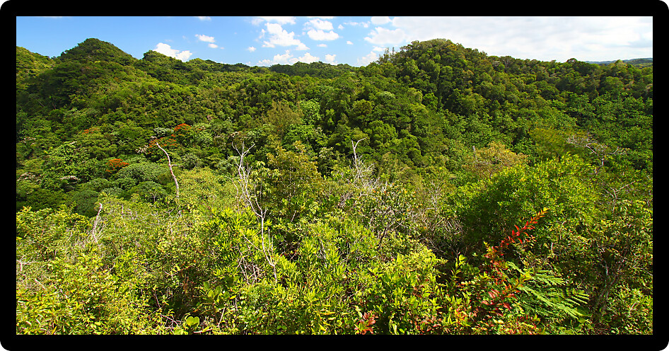Dense vegetation of Guajataca Forest Reserve in Puerto Rico.