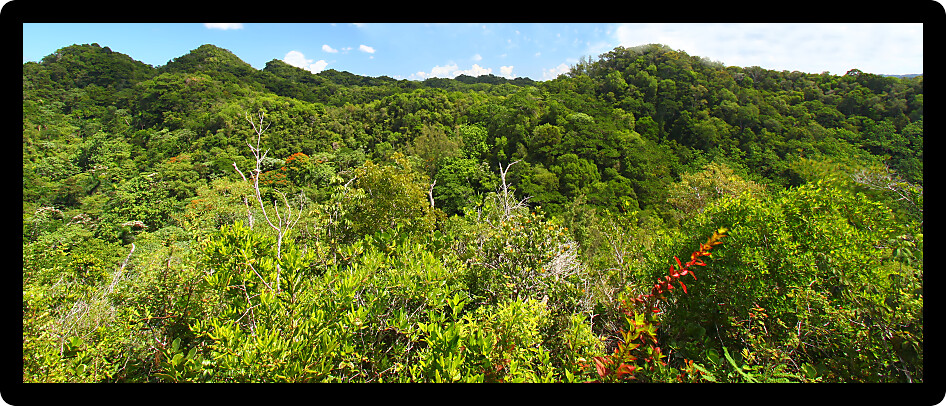 Beautiful landscape of Guajataca Forest Reserve in Puerto Rico.