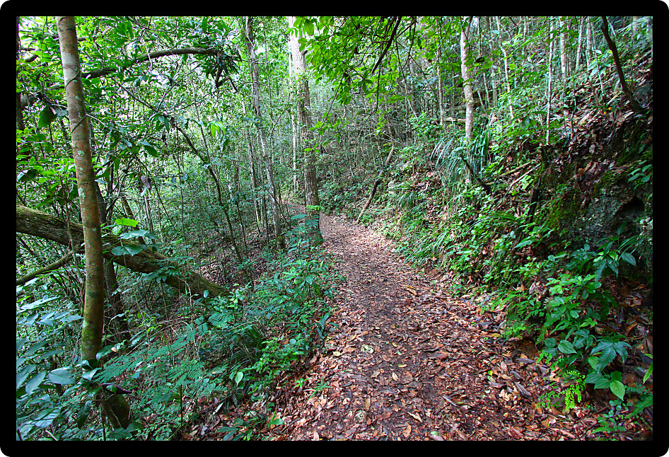 Trail winding through the Guajataca Forest Reserve of Puerto Rico.