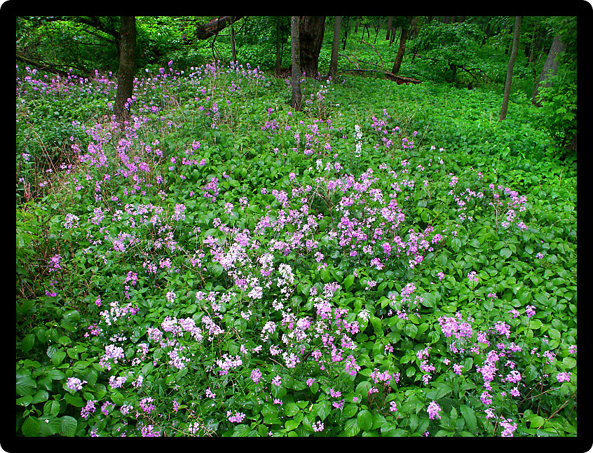 Dames Rocket covers the understory of a dense forest in northern Illinois.