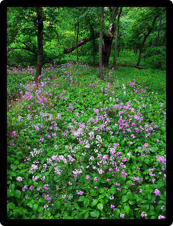 Dames Rocket covers the understory of a dense forest in northern Illinois.