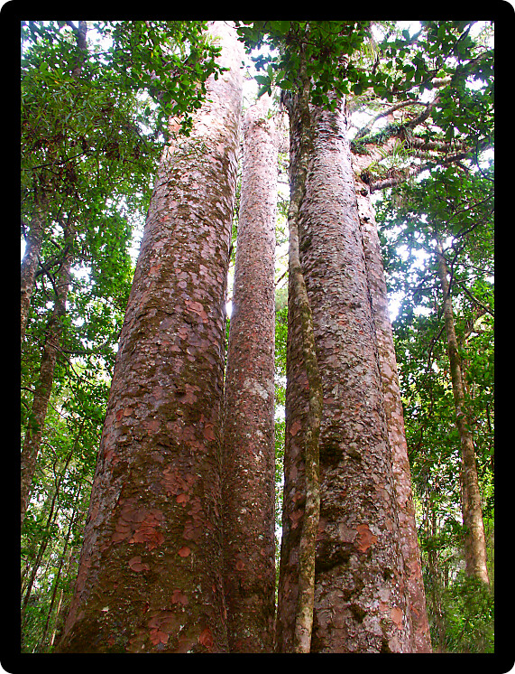 Four Sisters Kauri Trees (Agathis australis) in the Waipoua Forest of New Zealand.