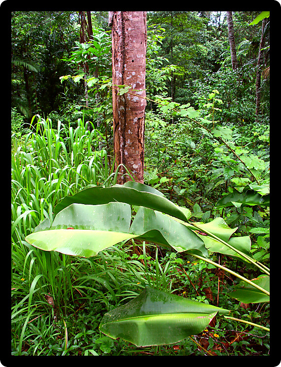 Tropical rainforest of Barron Gorge National Park near Kuranda Australia.