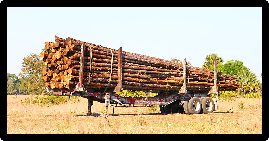 Trailer full of pine logs from a logging operation in Florida.
