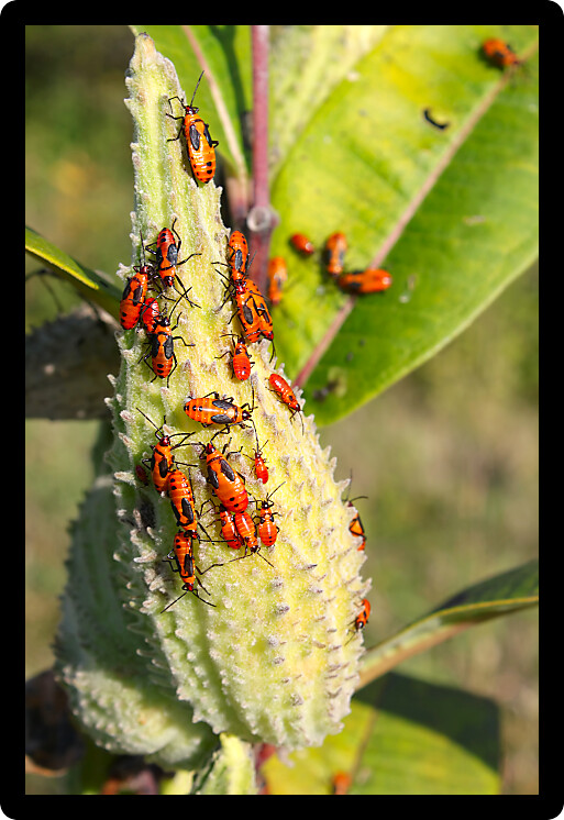 Group of Milkweed bugs (Oncopeltus fasciatus) in northern Illinois.