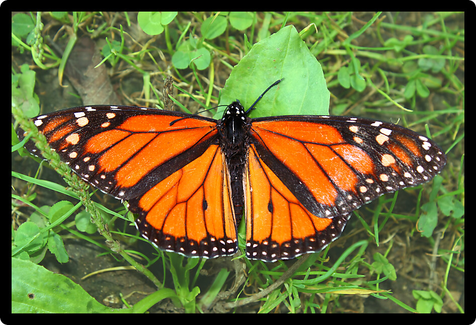 Monarch Butterfly (Danaus plexippus) in northern Illinois.
