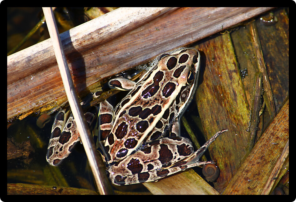 Northern Leopard Frog (Rana pipiens) in a United States wetland.