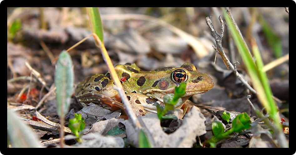 Northern Leopard Frog (Rana pipiens) in northern Illinois.