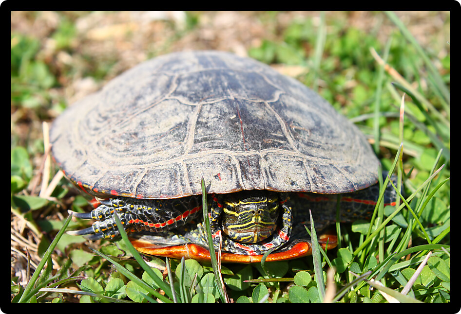 Painted Turtle (Chrysemys picta) coming out in spring in Illinois.