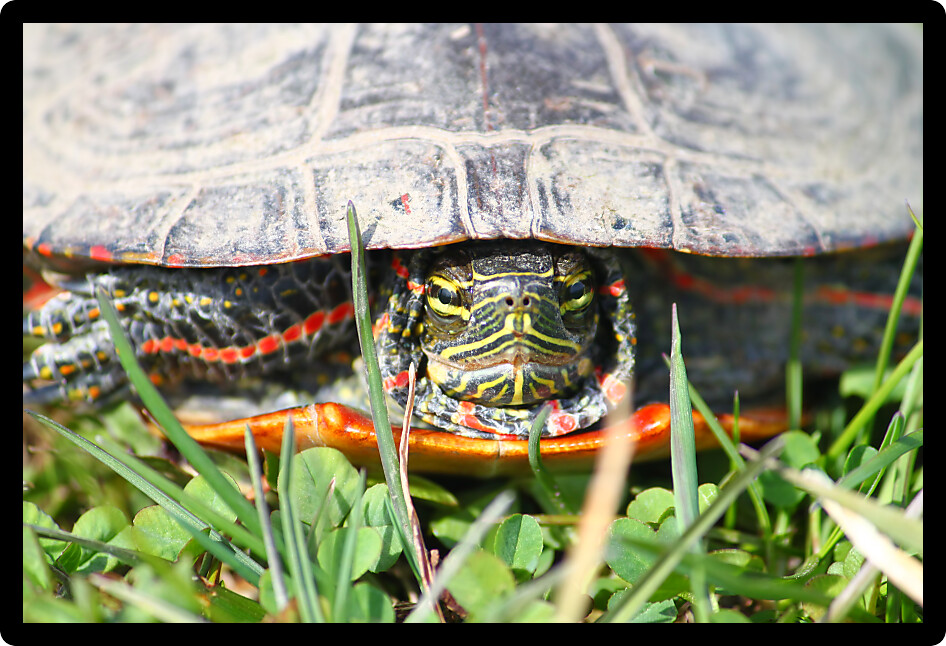 Painted Turtle (Chrysemys picta) coming out in spring in Illinois.