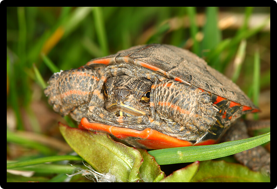 Baby Painted Turtle (Chrysemys picta) coming out in spring in Illinois.