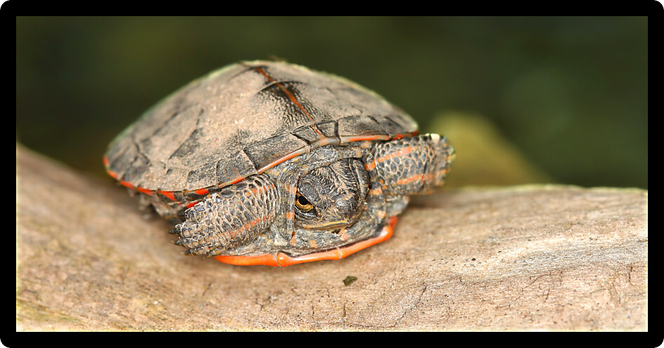 Baby Painted Turtle (Chrysemys picta) coming out in spring in Illinois.