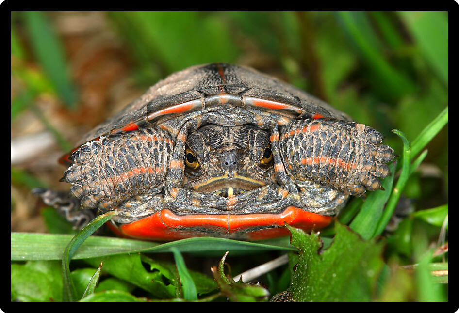 Baby Painted Turtle (Chrysemys picta) coming out in spring in Illinois.