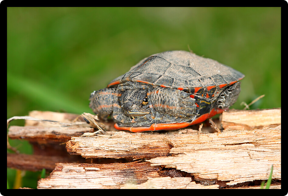 Baby Painted Turtle (Chrysemys picta) coming out in spring in Illinois.
