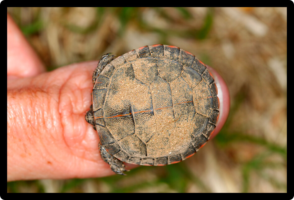 Hatchling Painted Turtle (Chrysemys picta) the size of a thumbnail.