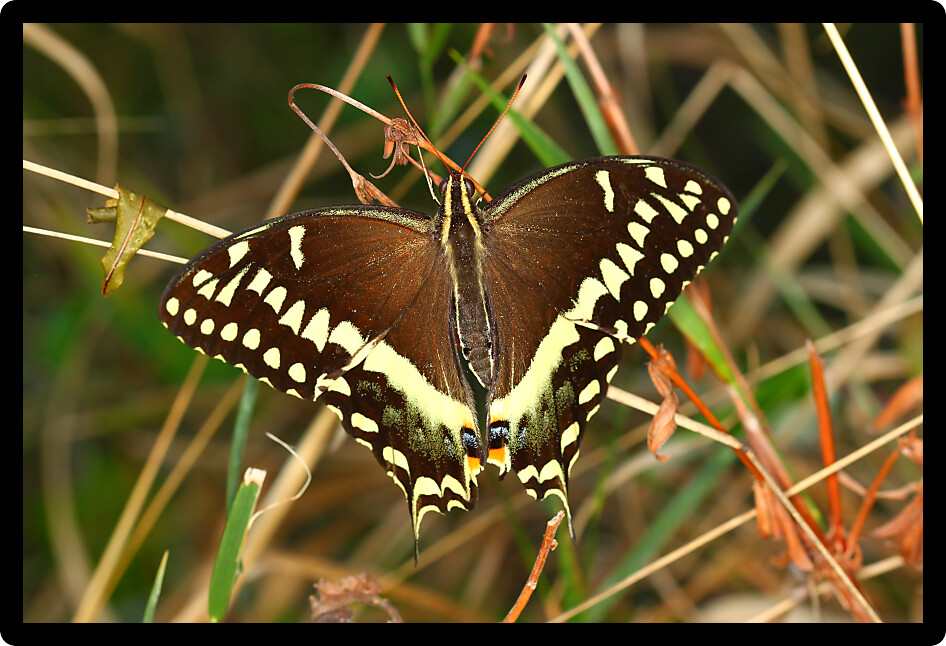Palamedes Swallowtail (Papilio palamedes) found in a central Florida environment.