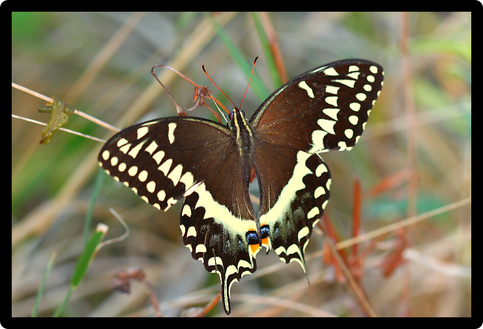 Palamedes Swallowtail (Papilio palamedes) found in a central Florida natural environment.