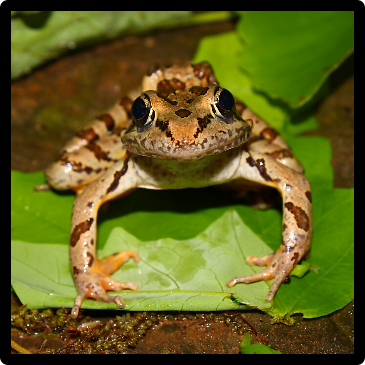 Pickerel Frog (Rana palustris) sits on the forest floor in Alabama.