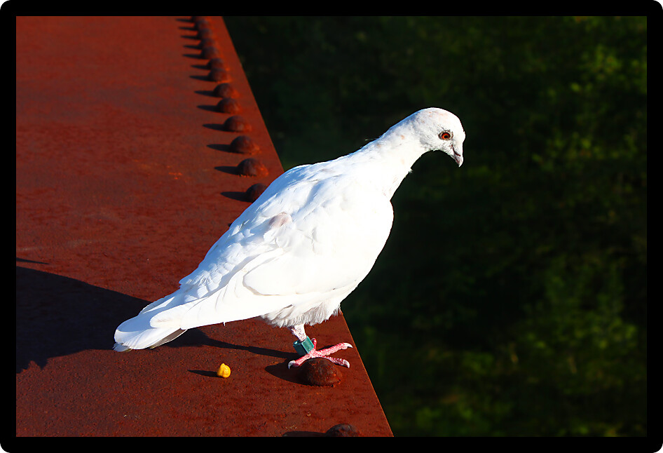 Pigeon sits on a rusty metal beam in Illinois.