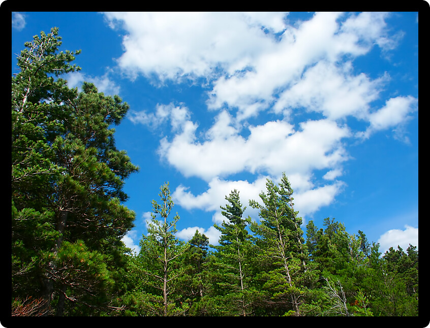 Beautiful pine woodlands of Porcupine Mountains State Park Michigan.