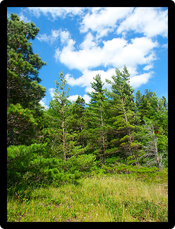 Beautiful pine woodlands of Porcupine Mountains State Park Michigan.