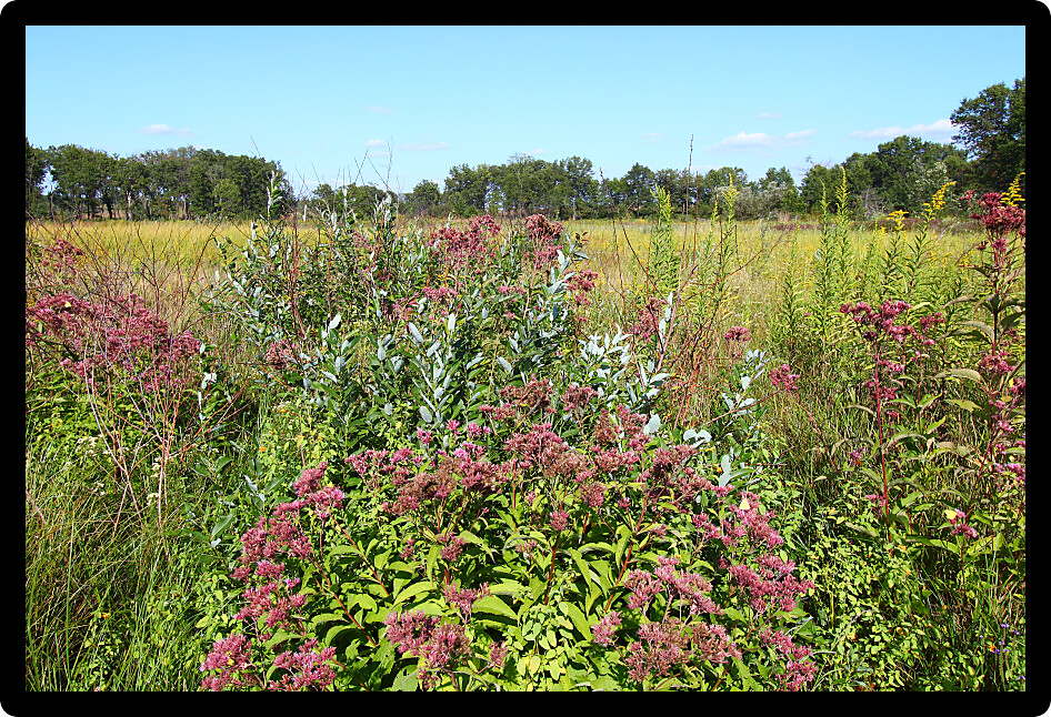 Vast prairie environment seen in northern Illinois.