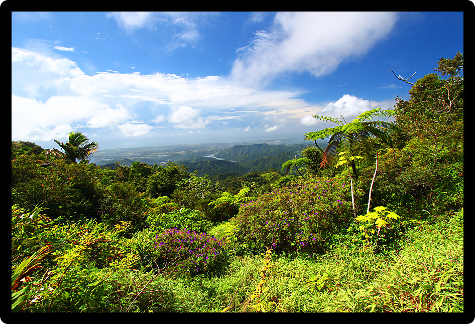 Beautiful view of the lush tropical forests of Puerto Rico.