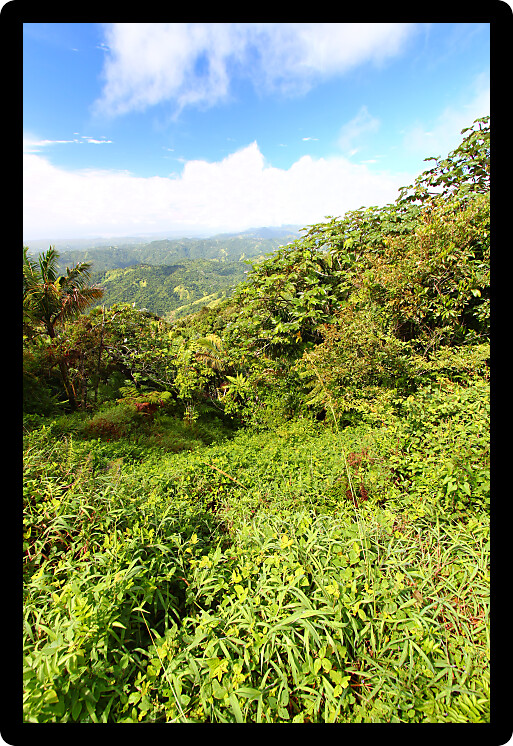 Beautiful view of the lush tropical forests of Puerto Rico.