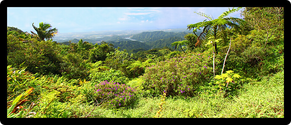 Beautiful view of the lush tropical forests of Puerto Rico.