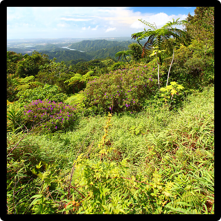 Beautiful view of the lush tropical forests of Puerto Rico.