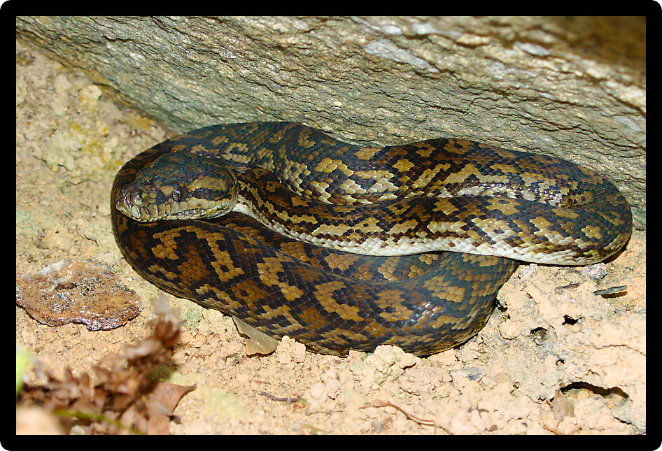 Python found in a natural environment of Queensland in Australia.