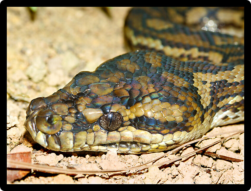 Python found in a natural environment of Queensland in Australia.