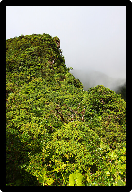 Cloudy rainforest peak in the highlands of Saint Kitts.