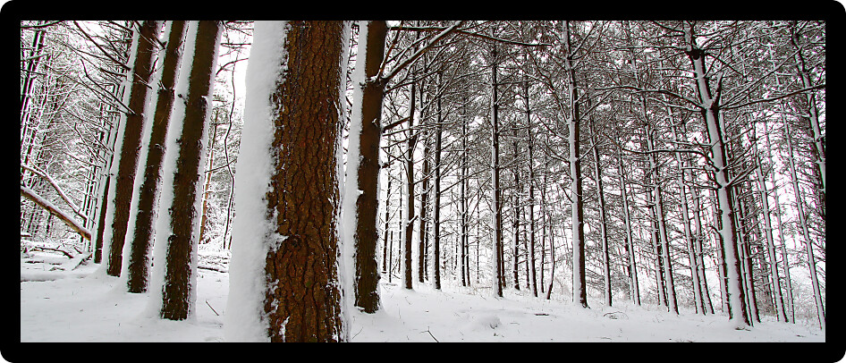 Snow covers a pine forest at Rock Cut State Park in northern Illinois.