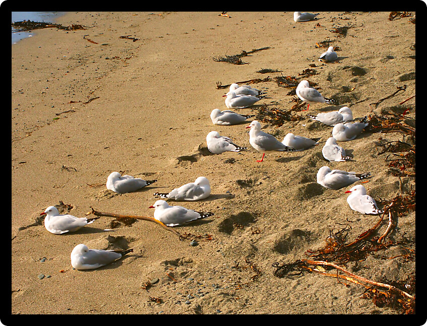 Seagulls sit on a beach at Goat Island Marine Reserve of New Zealand.
