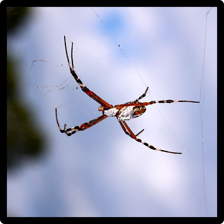 Silver-backed argiope (Argiope florida) hangs on a web in central Florida.