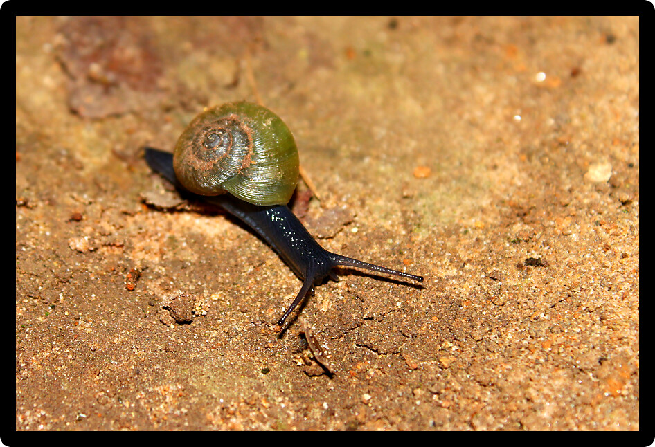 Snail crawls slowly across the ground in Alabama.