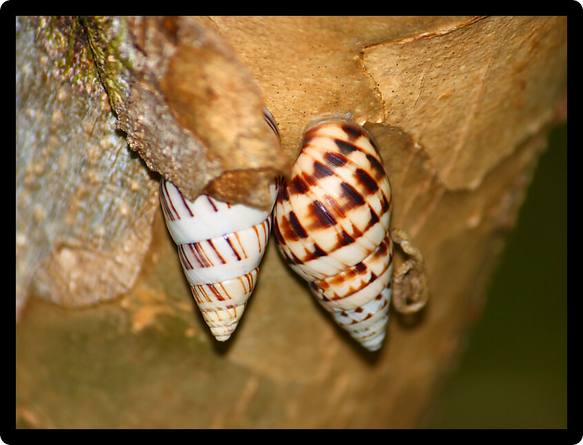 Small Snails cling to a tree in Puerto Rico.